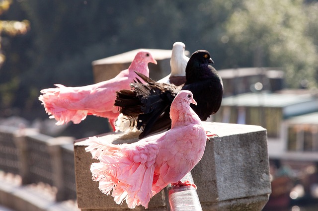 更是延續了 更是延續了